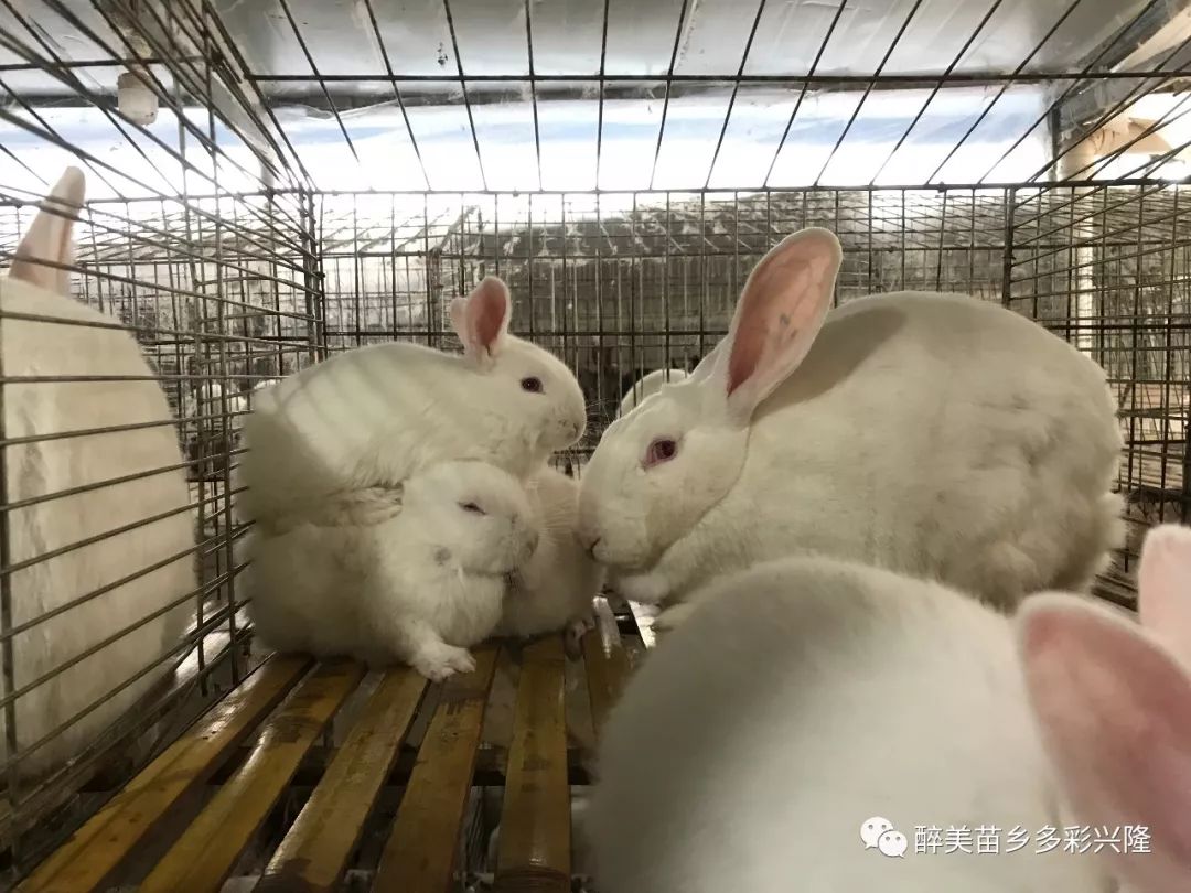最新养兔业现状及发展趋势探讨，行业前沿动态与未来展望